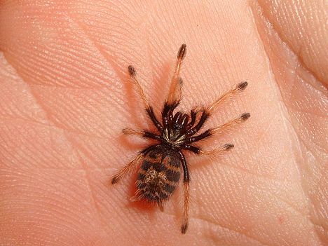 Chromatopelma cyaneopubescens 0.0.1