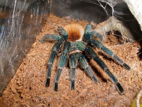 Chromatopelma cyaneopubescens 0.1.0