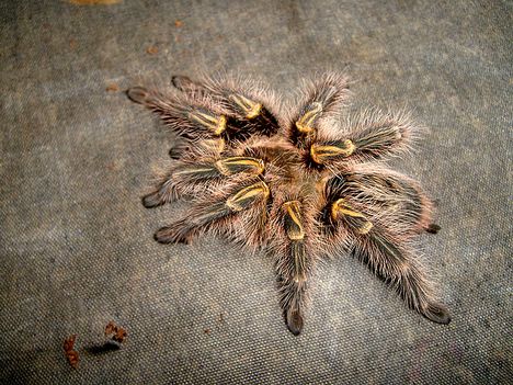 Grammostola pulchripes 0.1.0