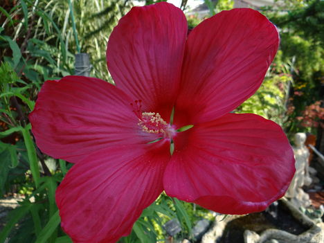 Hibiszkusz 1 mocsári