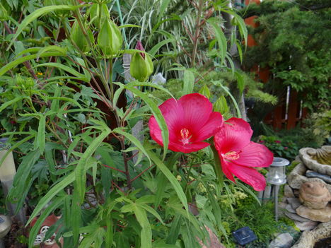 Mocsári hibiszkusz vagyok én is 1 közelről