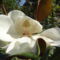 Örökzöld magnólia virága 1
