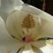 Örökzöld magnólia virága 2