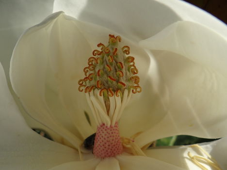 Örökzöld magnólia virága 3