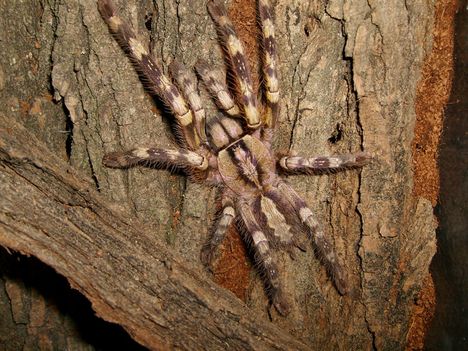 Poecilotheria fasciata 0.1.0