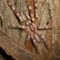 Poecilotheria fasciata 0.1.0