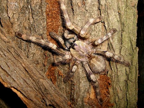 Poecilotheria formosa 0.1.0