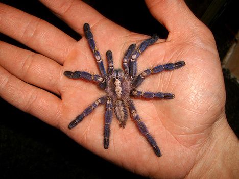 Poecilotheria metallica 0.1.0