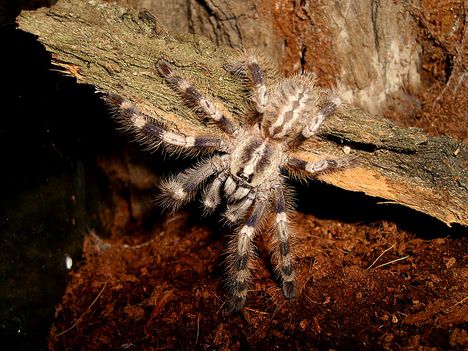 Poecilotheria miiranda 0.0.1