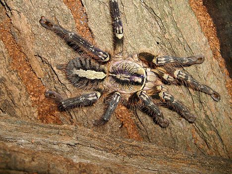 Poecilotheria ornata 0.1.0