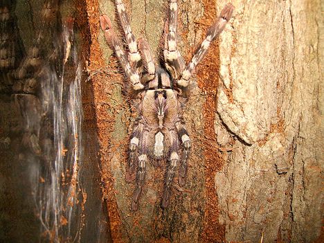 Poecilotheria pederseni 0.1.0