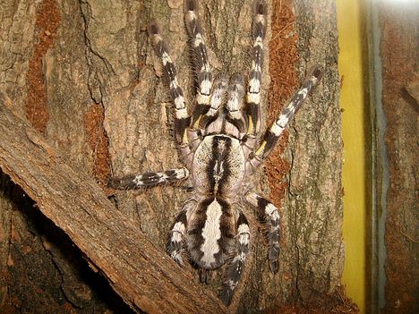 Poecilotheria regalis. 0.1.0