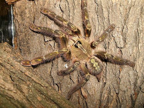 Poecilotheria rufilata 0.1.0