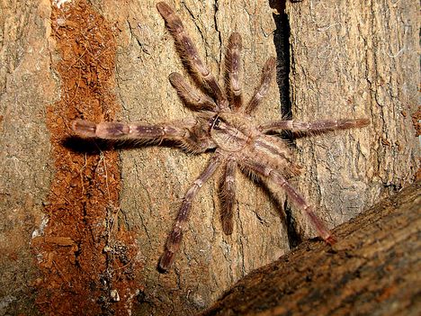 Poecilotheria smithi 0.0.1