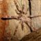 Poecilotheria smithi 0.0.1