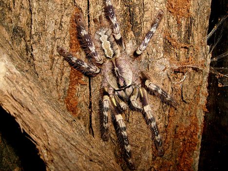 Poecilotheria striata 0.1.0