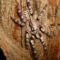 Poecilotheria striata 0.1.0