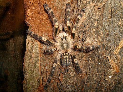 Poecilotheria subfusca 0.1.0