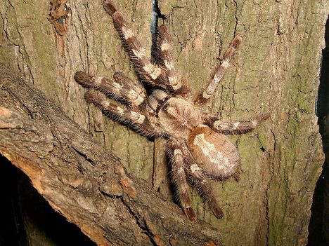 Poecilotheria tigrinawesseli 0.1.0