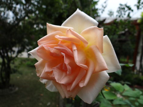 Rózsa 0