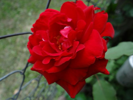 Rózsa (1)