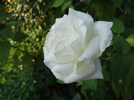 Rózsa (1)