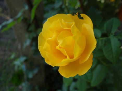 Rózsa 1