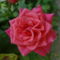 Rózsa 1