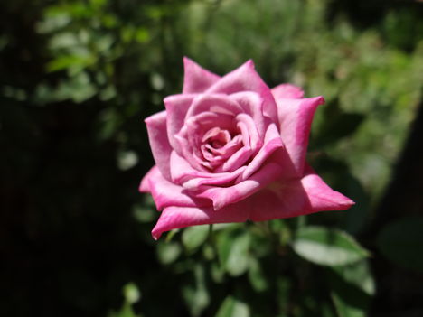 Rózsa 2