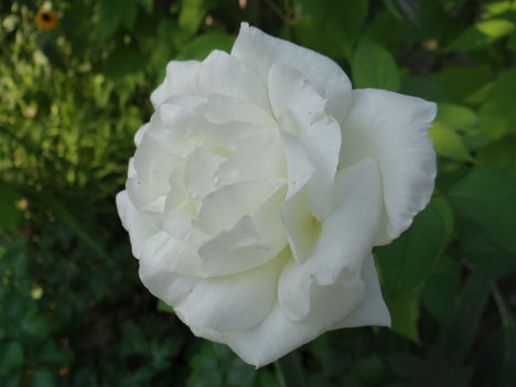 Rózsa (2)