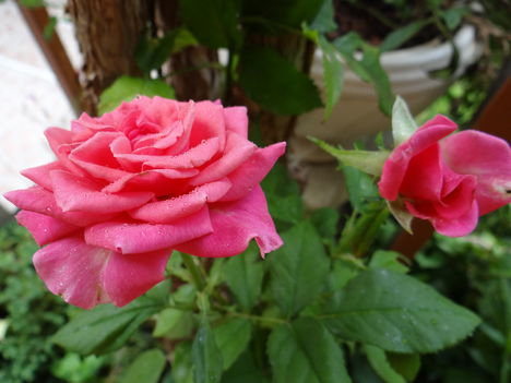 Rózsa 2