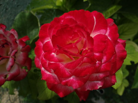 Rózsa 3