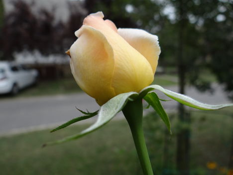 Rózsa (3)