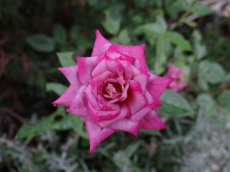 Rózsa 3