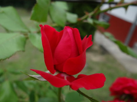Rózsa (4)