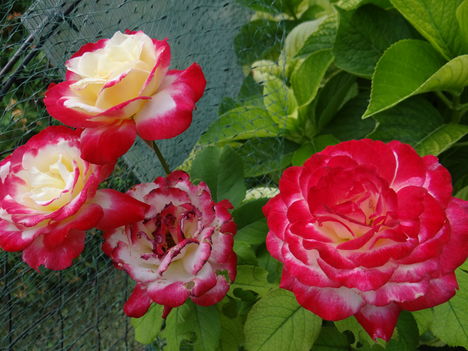 Rózsa 4