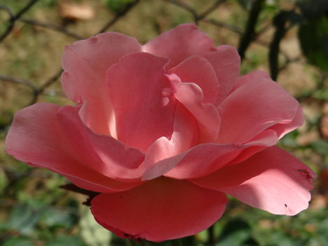 Rózsa 4