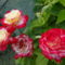 Rózsa 5