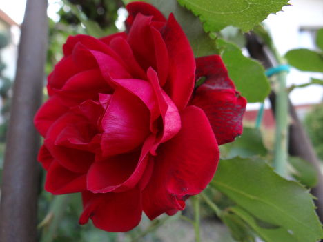 Rózsa 5