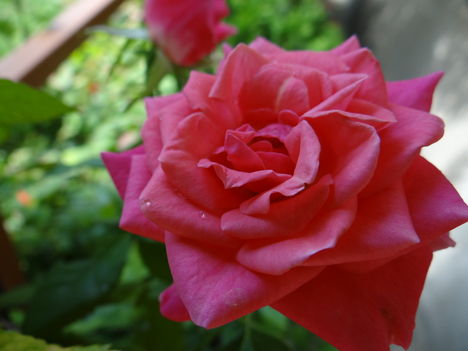 Rózsa 6