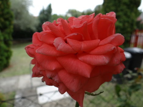 Rózsa (7)