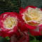 Rózsa 7