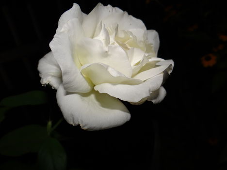 Rózsa este 2