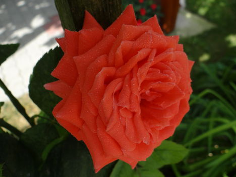 Rózsa I