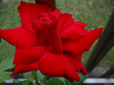 Rózsa I