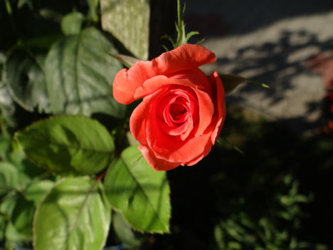 Rózsa II