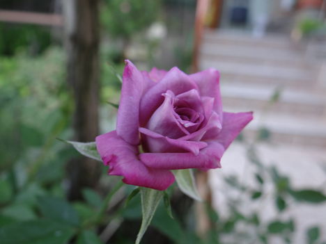 Rózsa VII