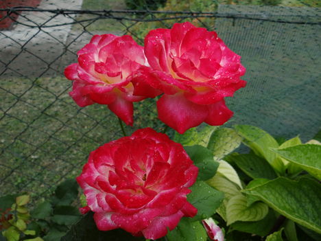 Rózsák 1