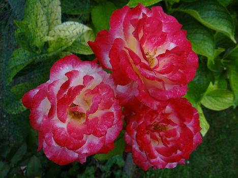 Rózsák 2