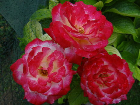 Rózsák 3